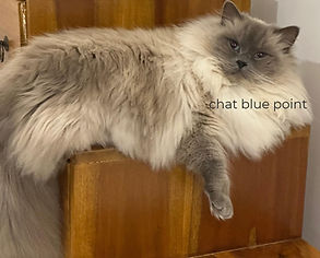 Femelle repro ragdoll blue point allongé sur escalier meuble