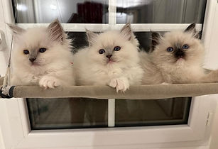 3chatons sur hamac de fenêtre