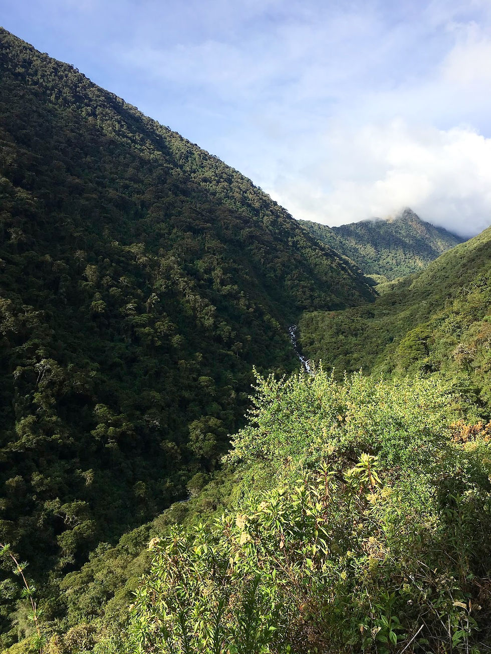 Andean jungle