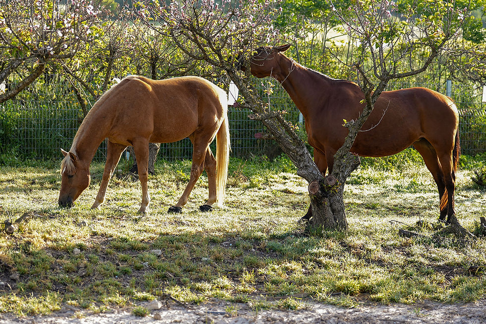 2026 04 14 Positive Farm (80)