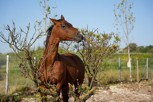 2026 04 14 Positive Farm  (164).jpg