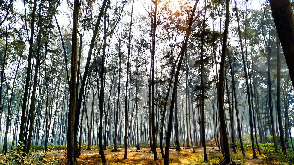 Nagoan Beach-side Trees