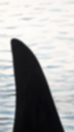 Thumbnail: Through Silver Seas