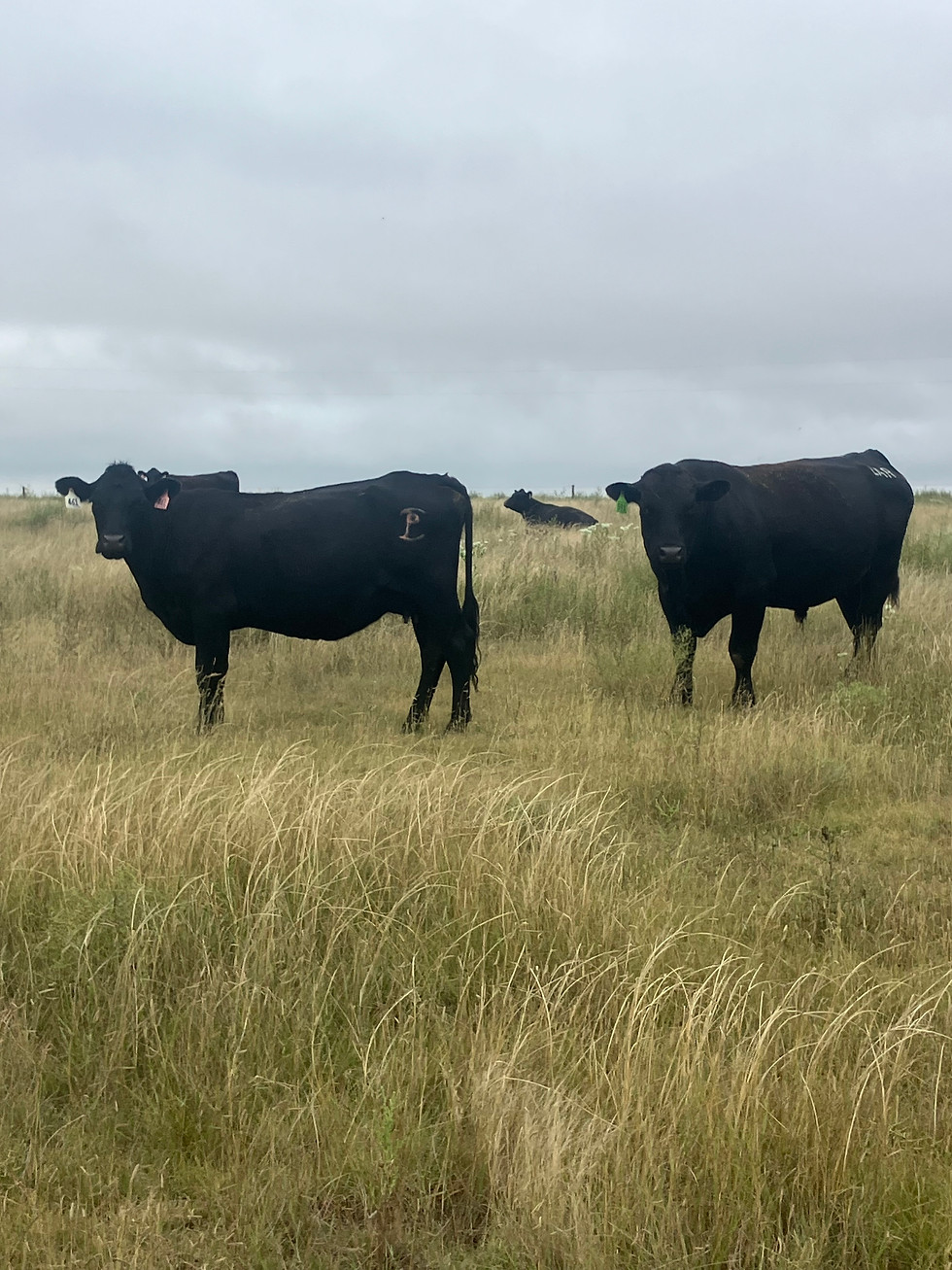 Thumbnail: 20 Bred 3-year old cows