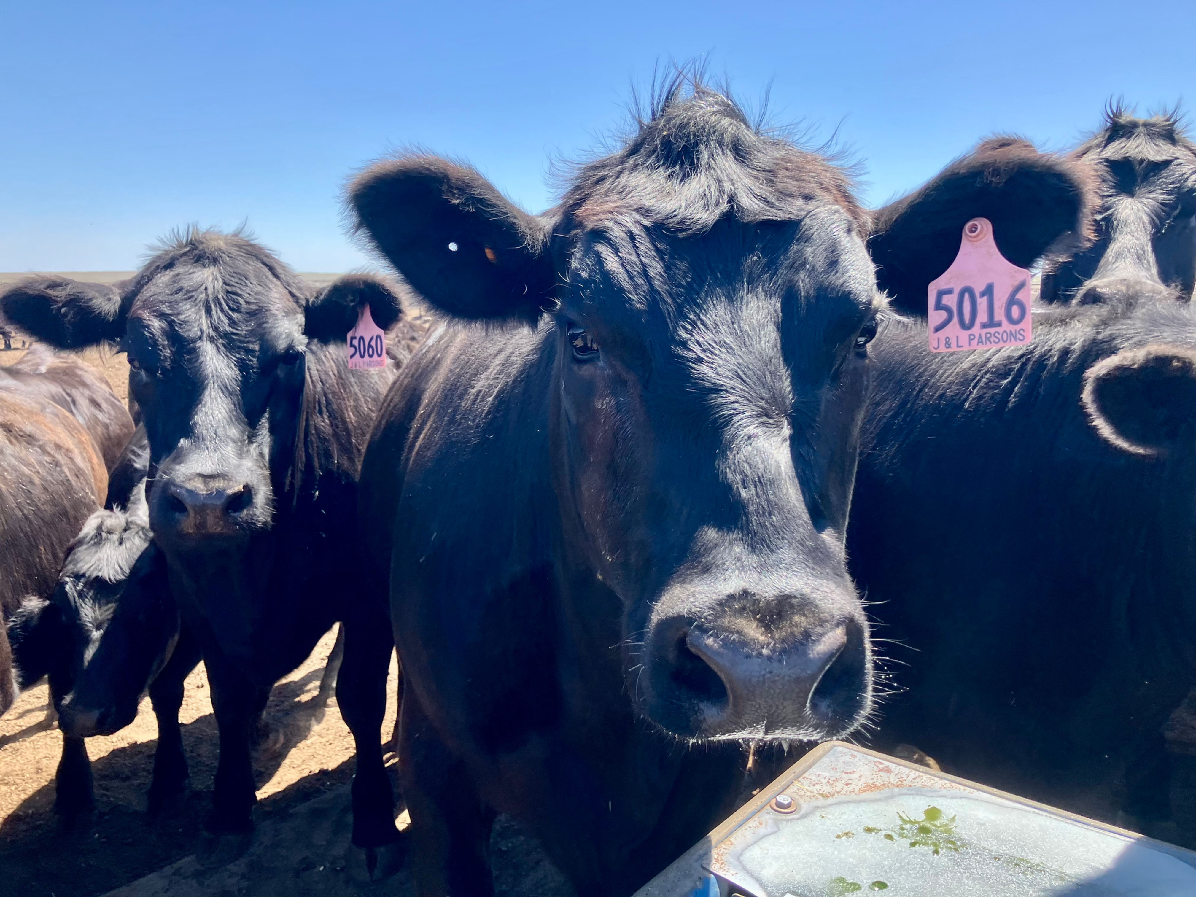 ~15 Heifers - 3/31/27 Due Date