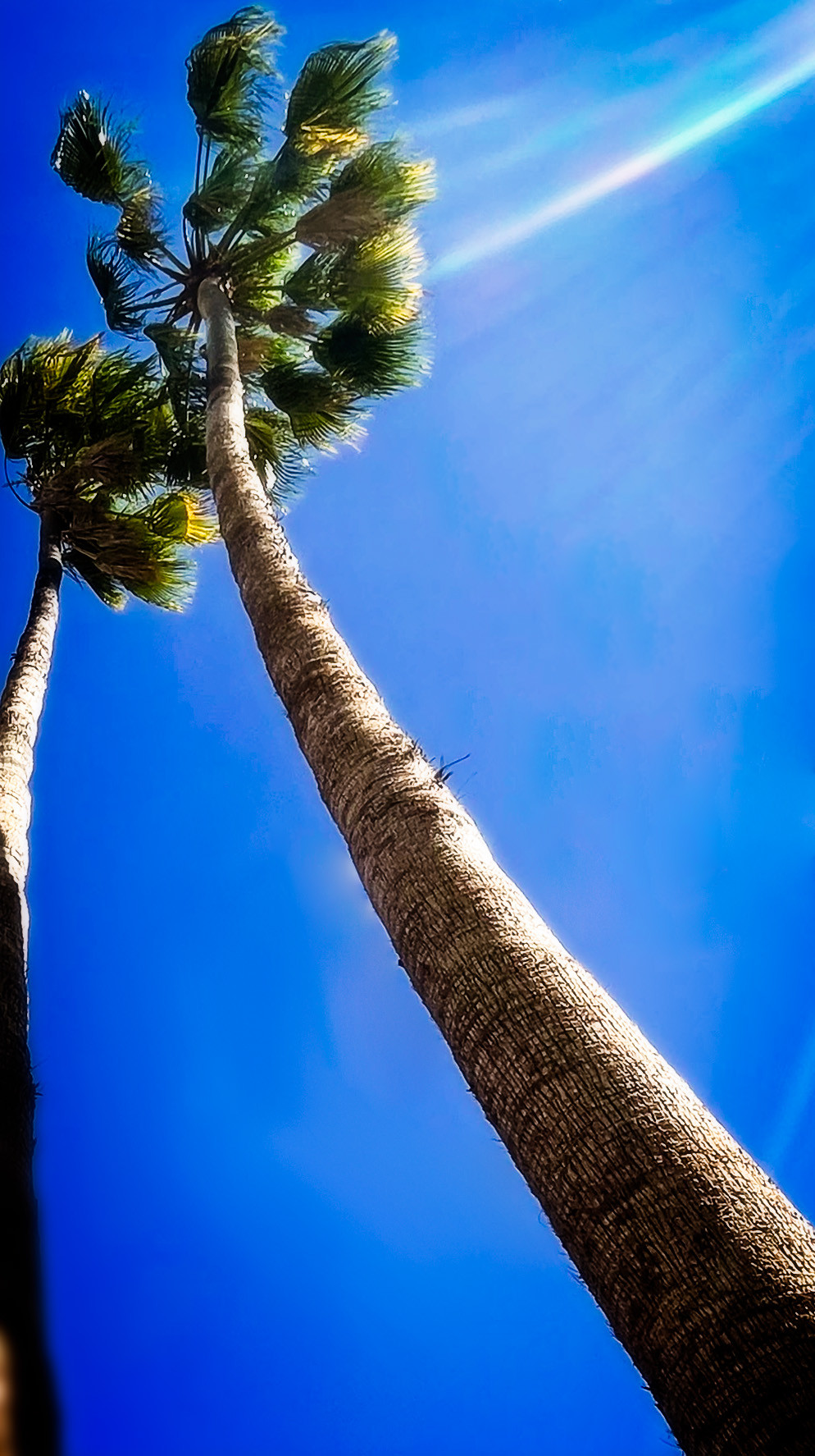Shine On You Crazy Palm Tree Acrylic Print 40 x 70
