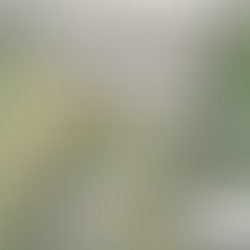 Temporary walking route to Hall Rd from Mill Lane