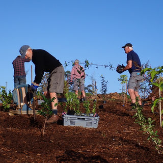 Wairoa Stream - Second Public Planting Day, 14 June 2022