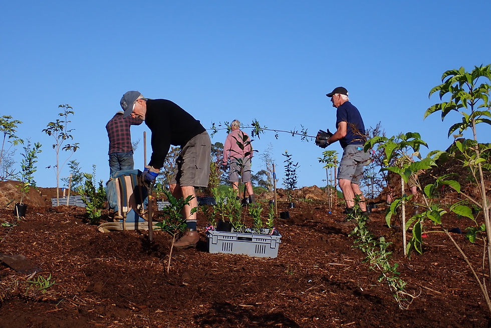Wairoa Stream - Second Public Planting Day, 14 June 2022  