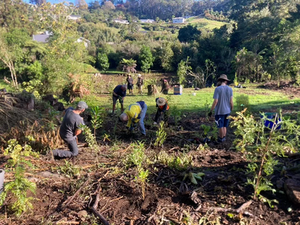 2026 Community Board grant allows for Privet and Taiwan Cherry removal