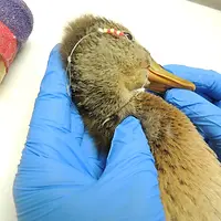duck-fish-hook.jpg.webp