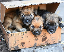 AdobeStock_848538439_edited.jpg