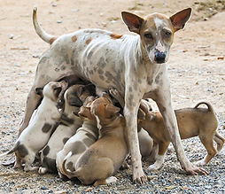 United Spay