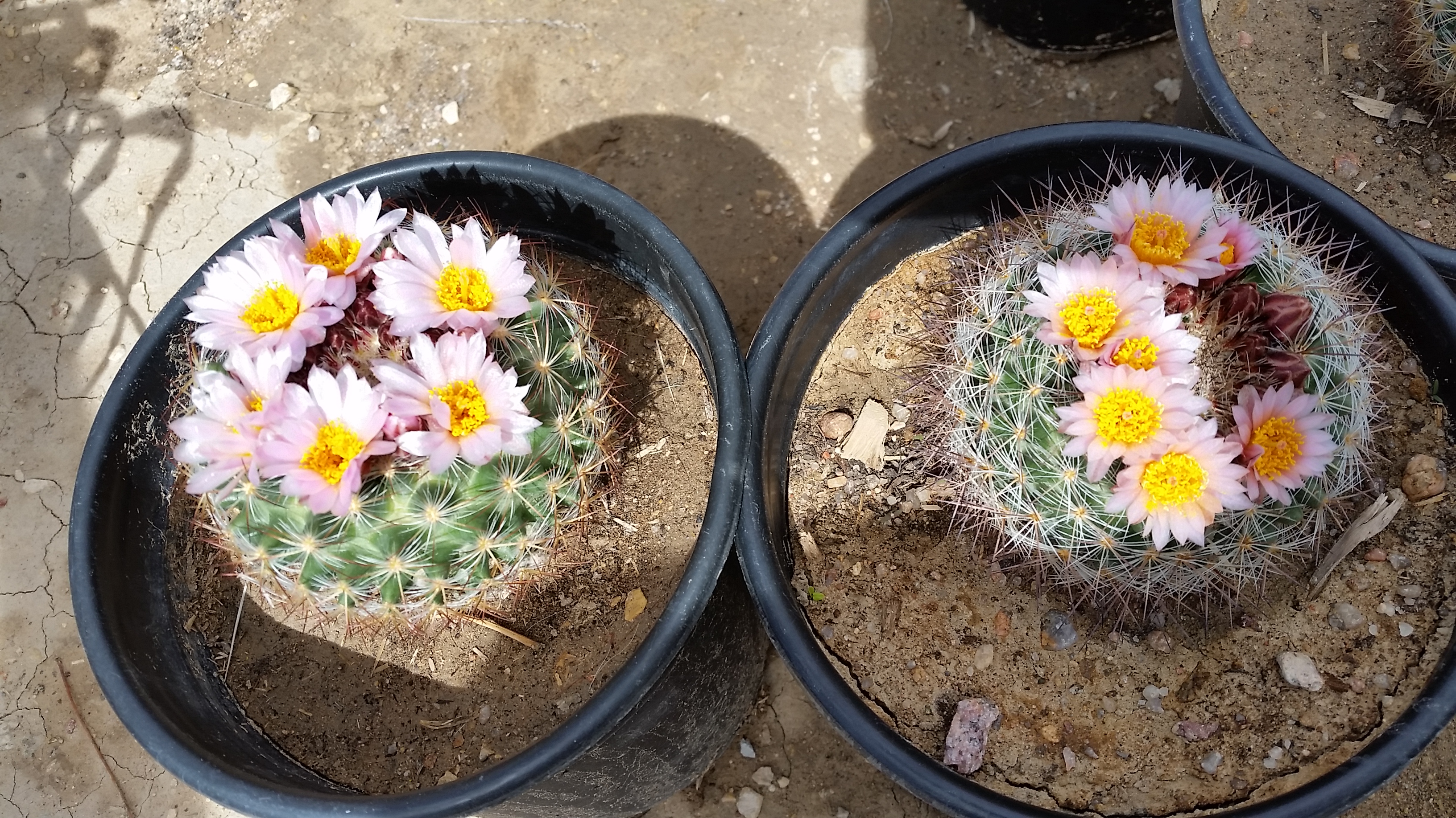 Mountain Barrel Cactus