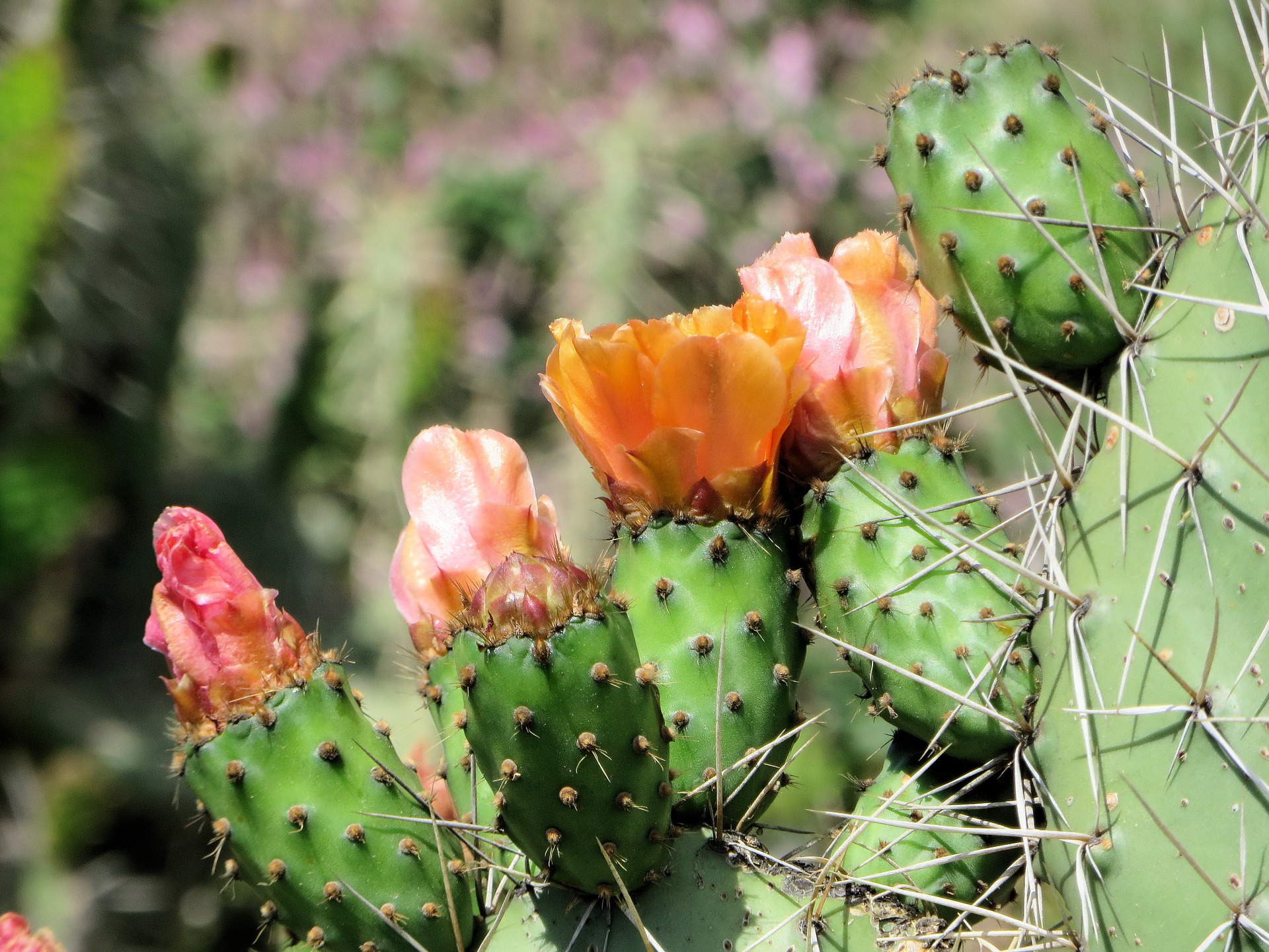 Buy Cactus Cactus Haven Llc
