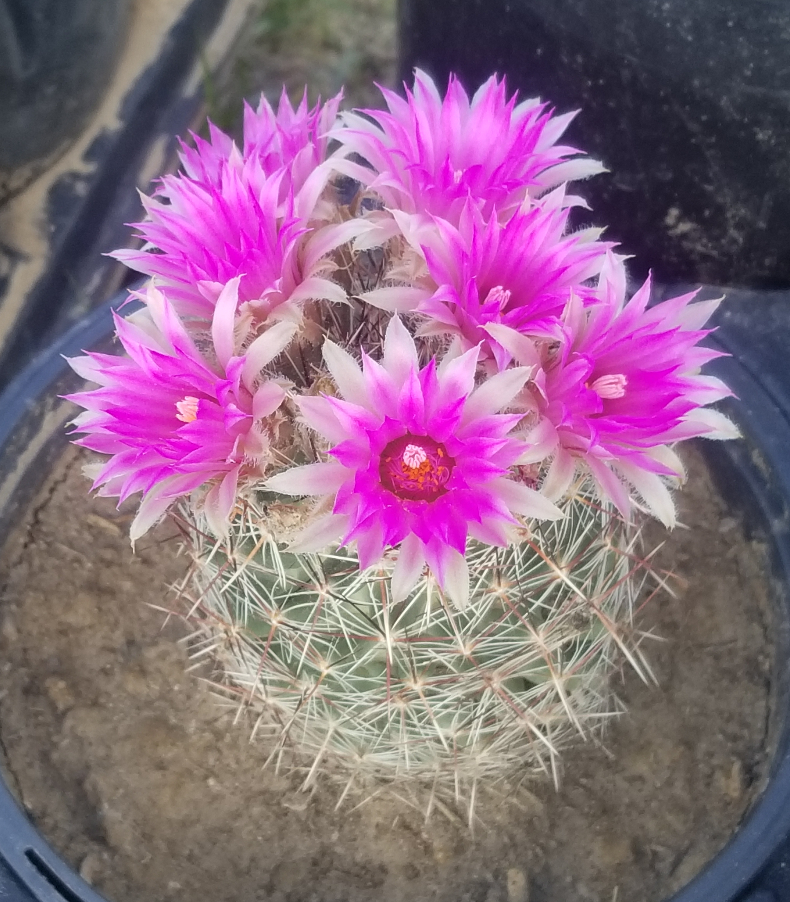 Pincushion Cactus