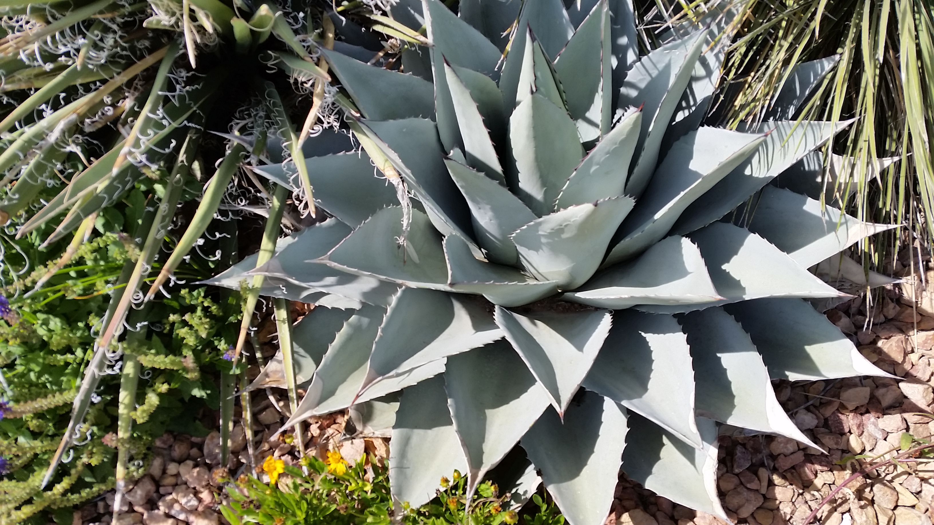 Agave