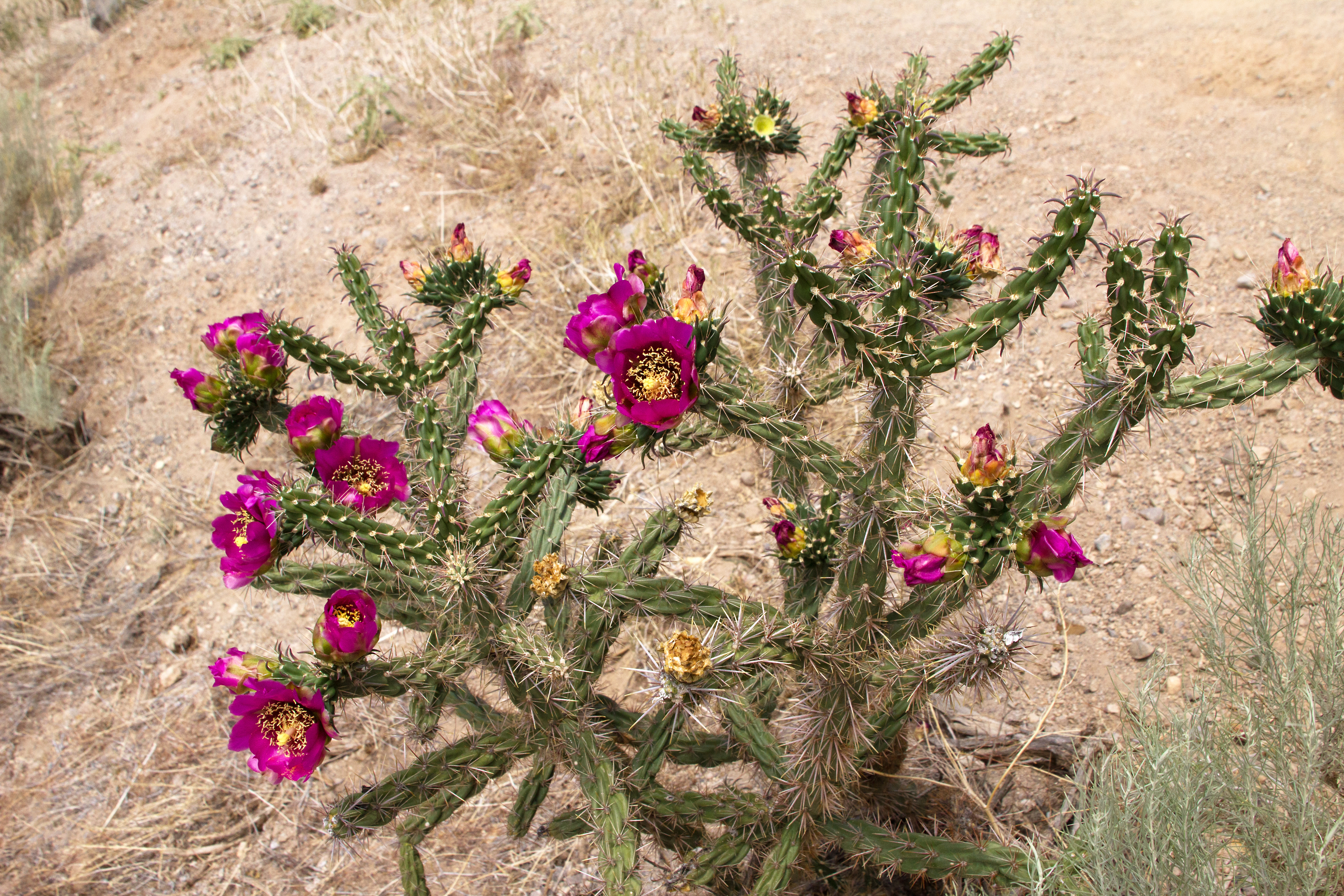 Cholla