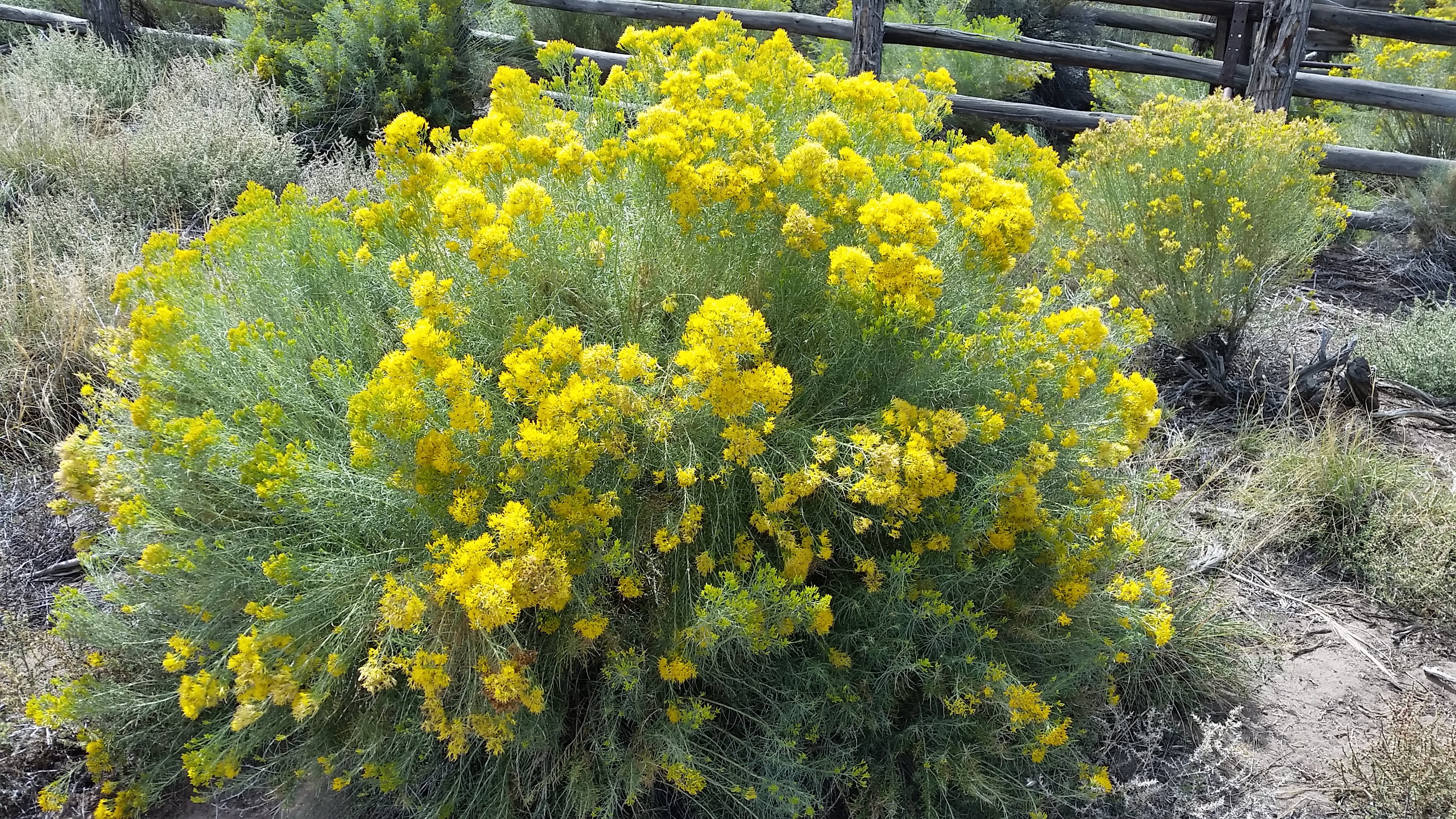 Rabbit Bush