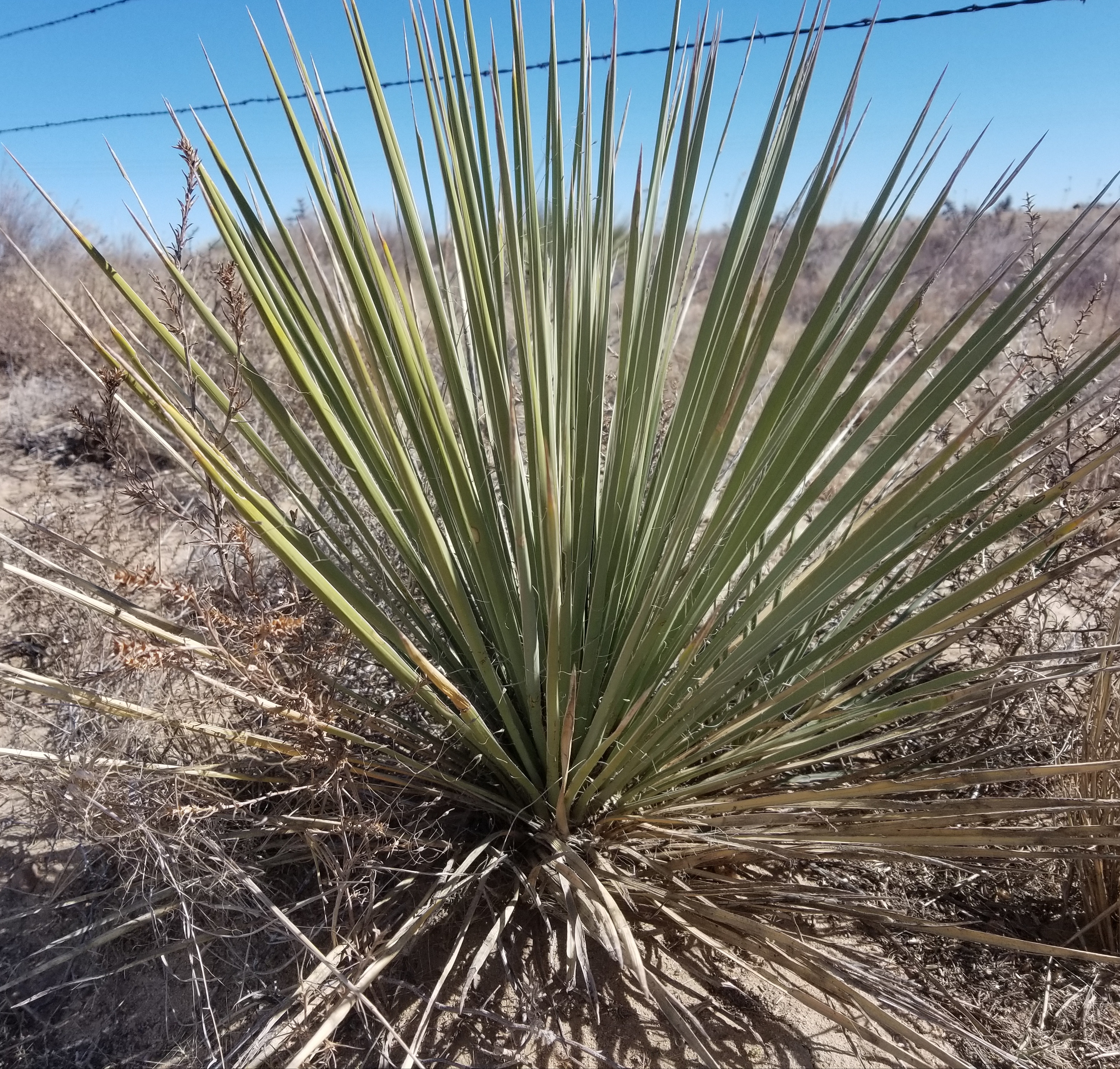 Yucca Glauca