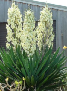 Adams Needle Yucca