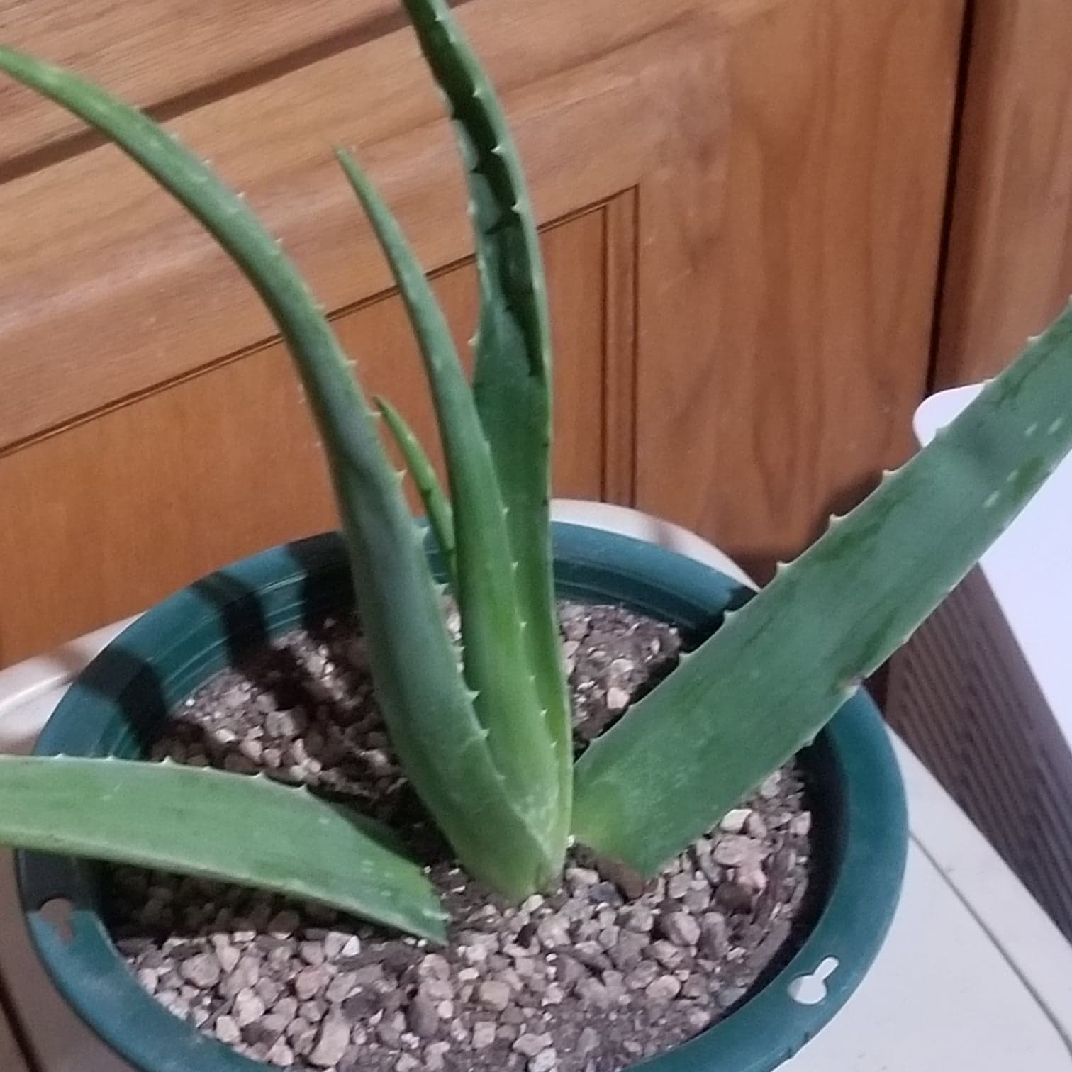 Aloe Vera