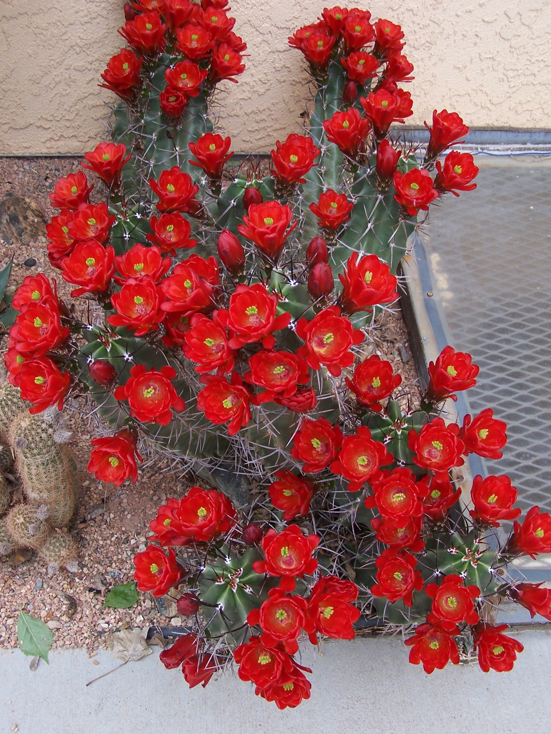 Claret Cup Cactus