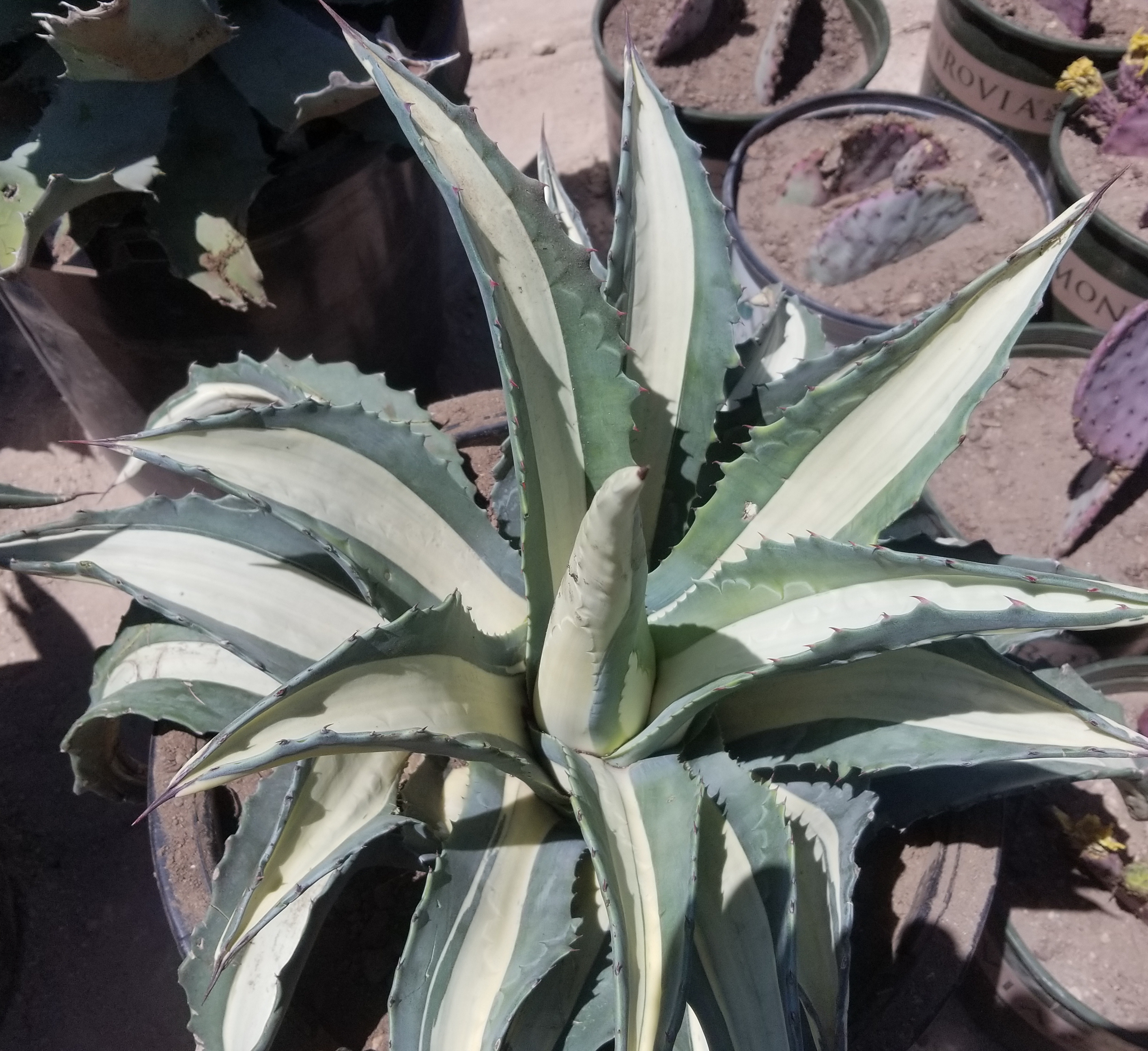 Agave Marginata