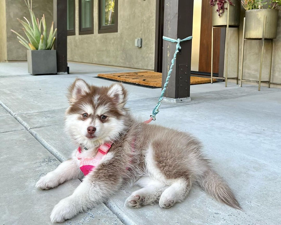 XENA Female (6).jpg