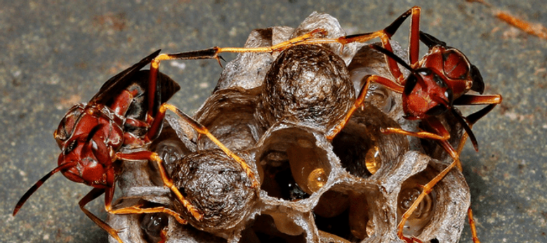 red wasp.png
