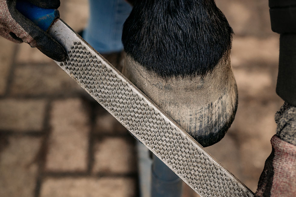 41 - 2024-02-10_anne smeilus_equiharmony_lanigrafie-fotografie laura niedzwetzki_42.jpg