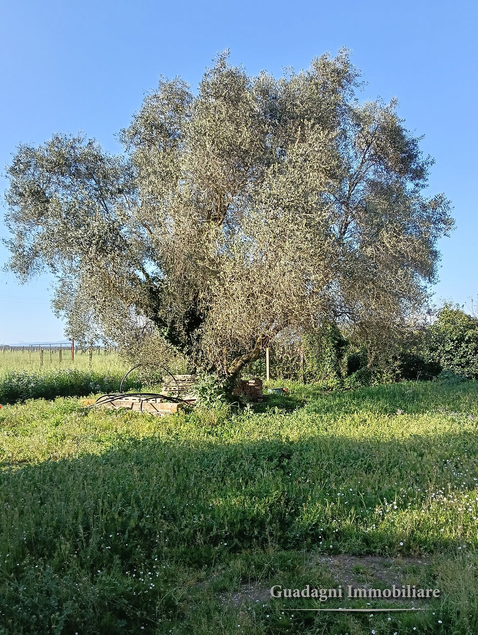 IMG_9888.jpeg