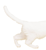 Back half of a white cat walking out of view