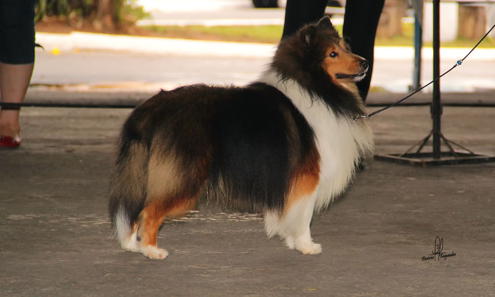 Aiden - PaRay's Audacity of a Dream