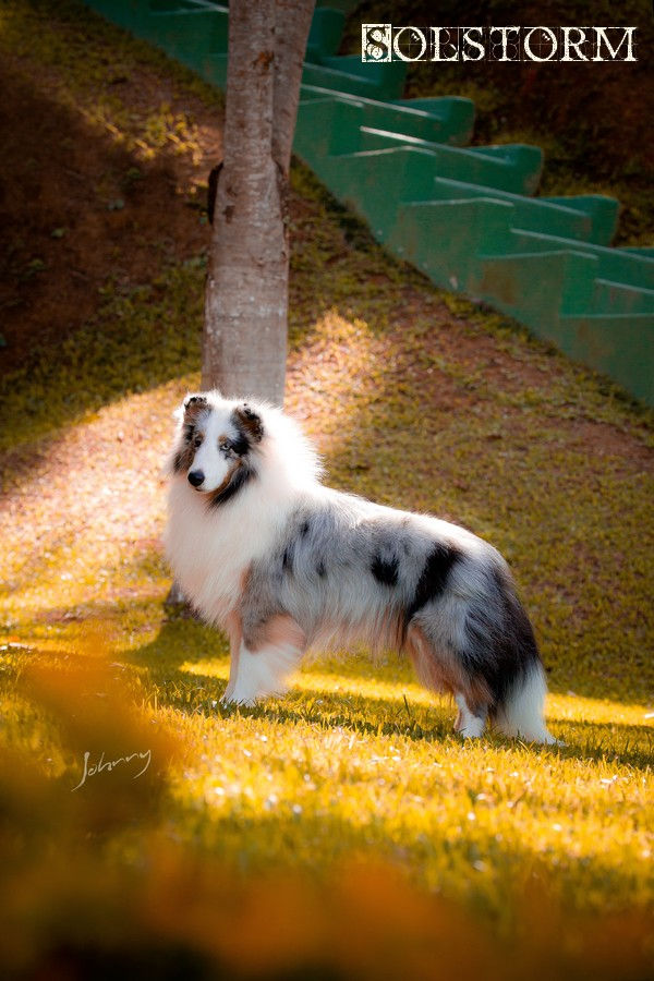 Drummond Hill's Soltorm