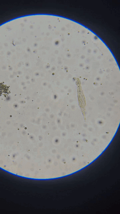 WhatsApp Video 2025-12-07 at 10.26.09 PM.gif