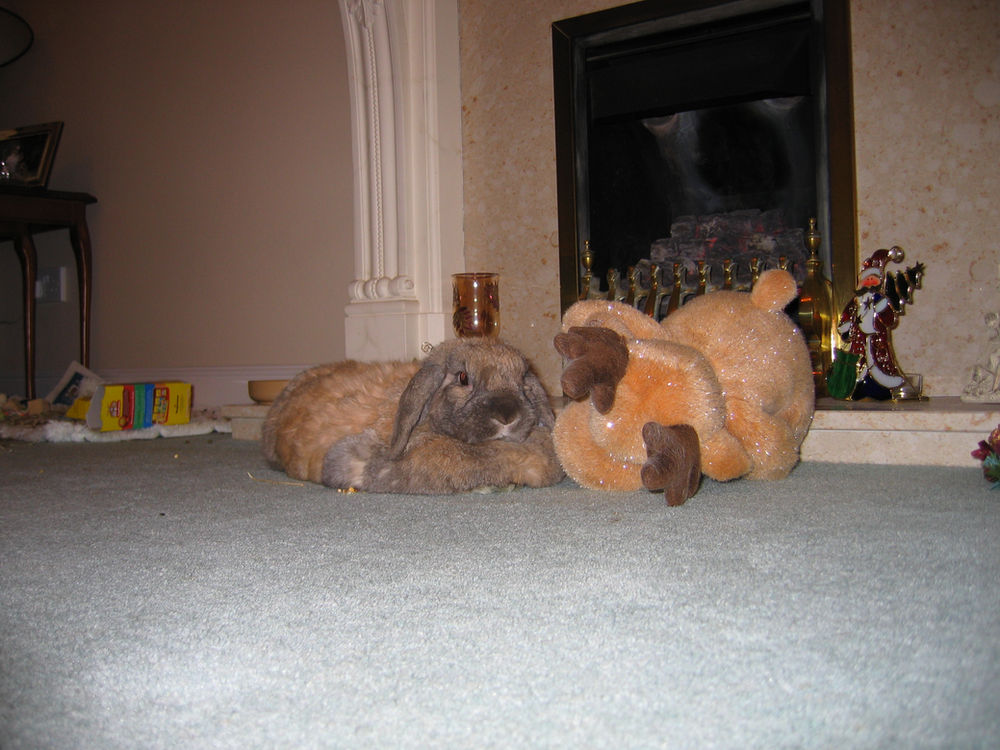 How to help your bonded rabbit with grief.