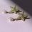 Thumbnail: Gold Starfish & Pearl Earrings