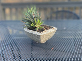 Springtime Succulent Planter