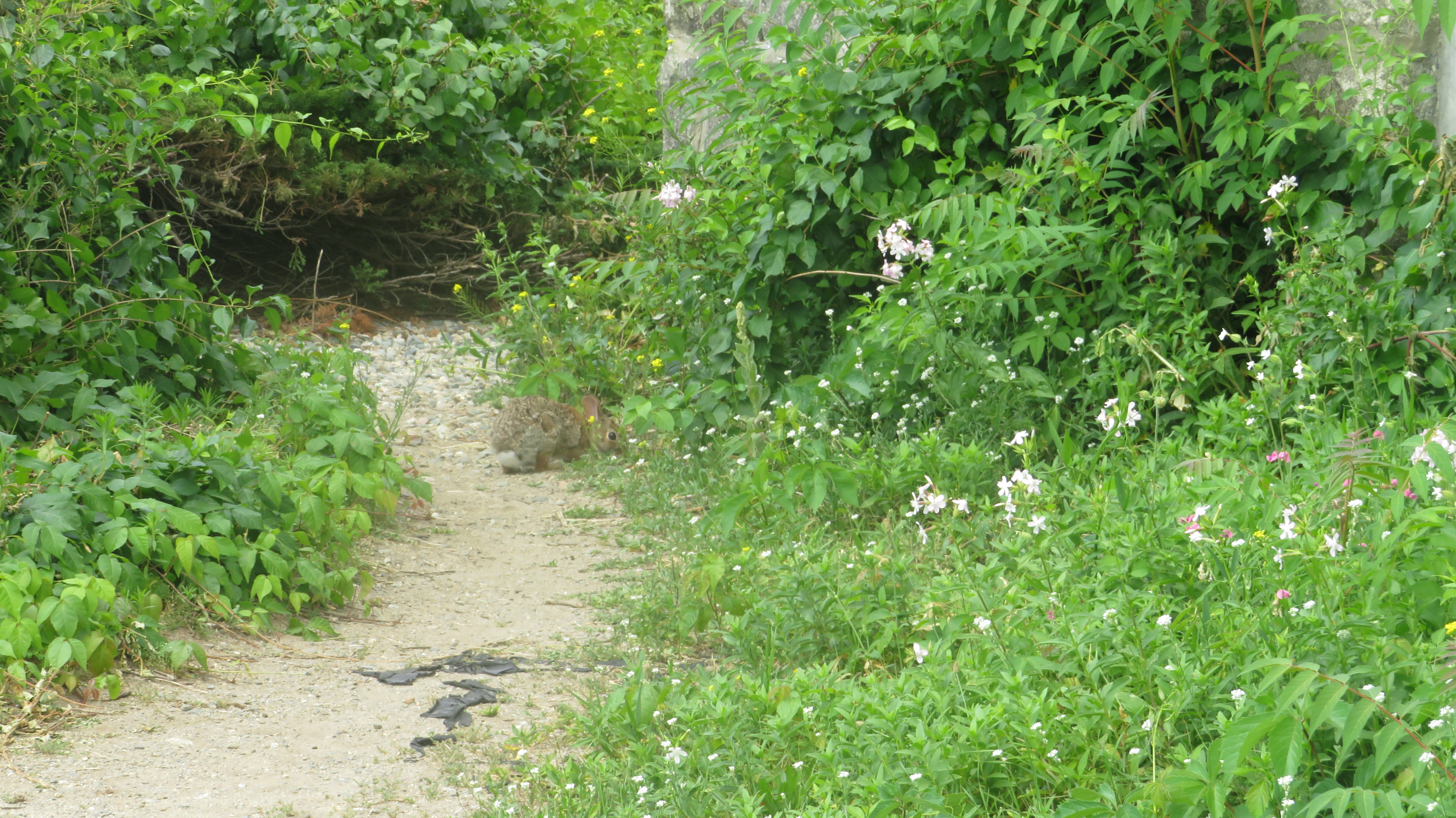 Resting Rabbit