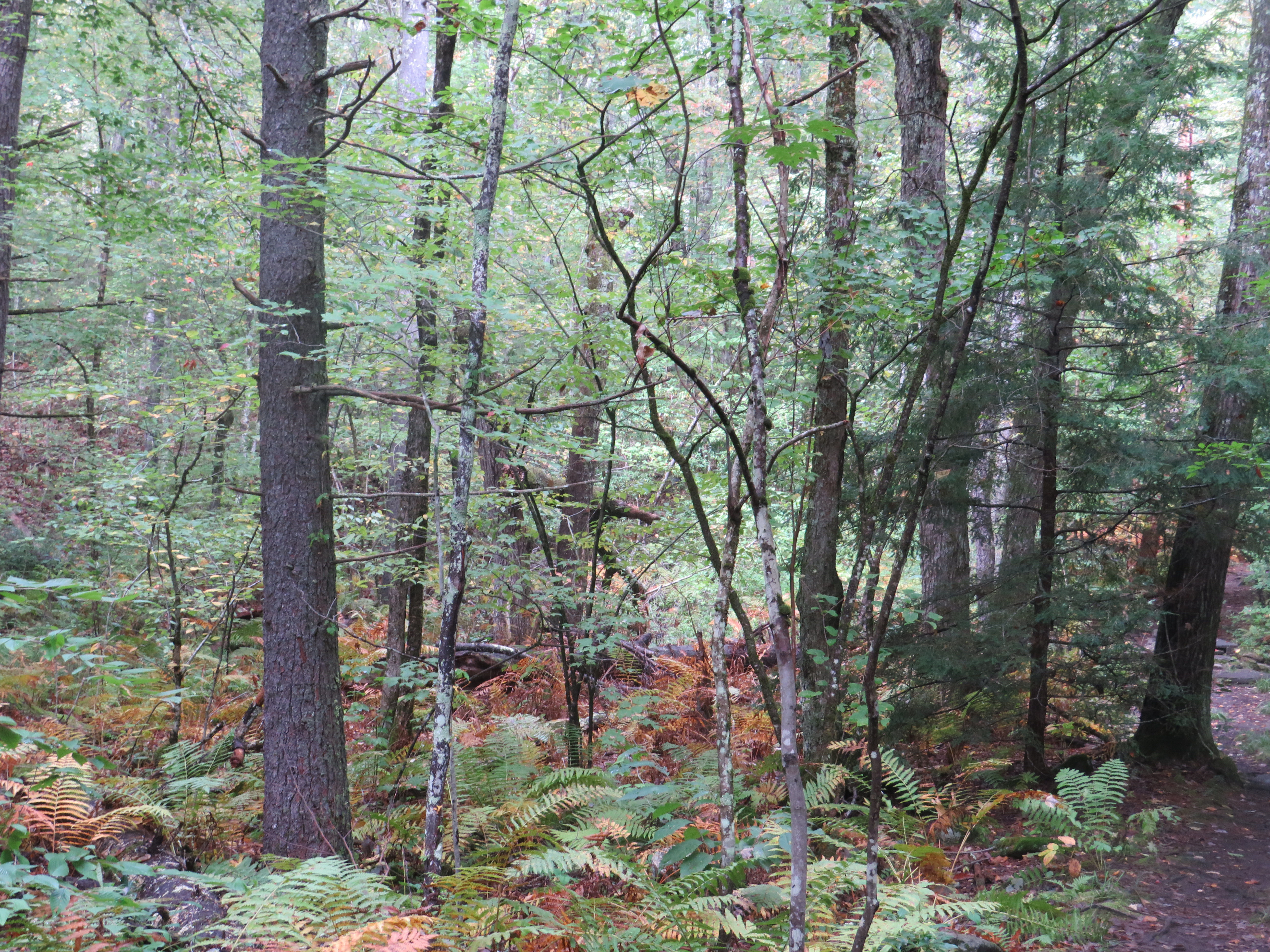 Forest Peacefulness