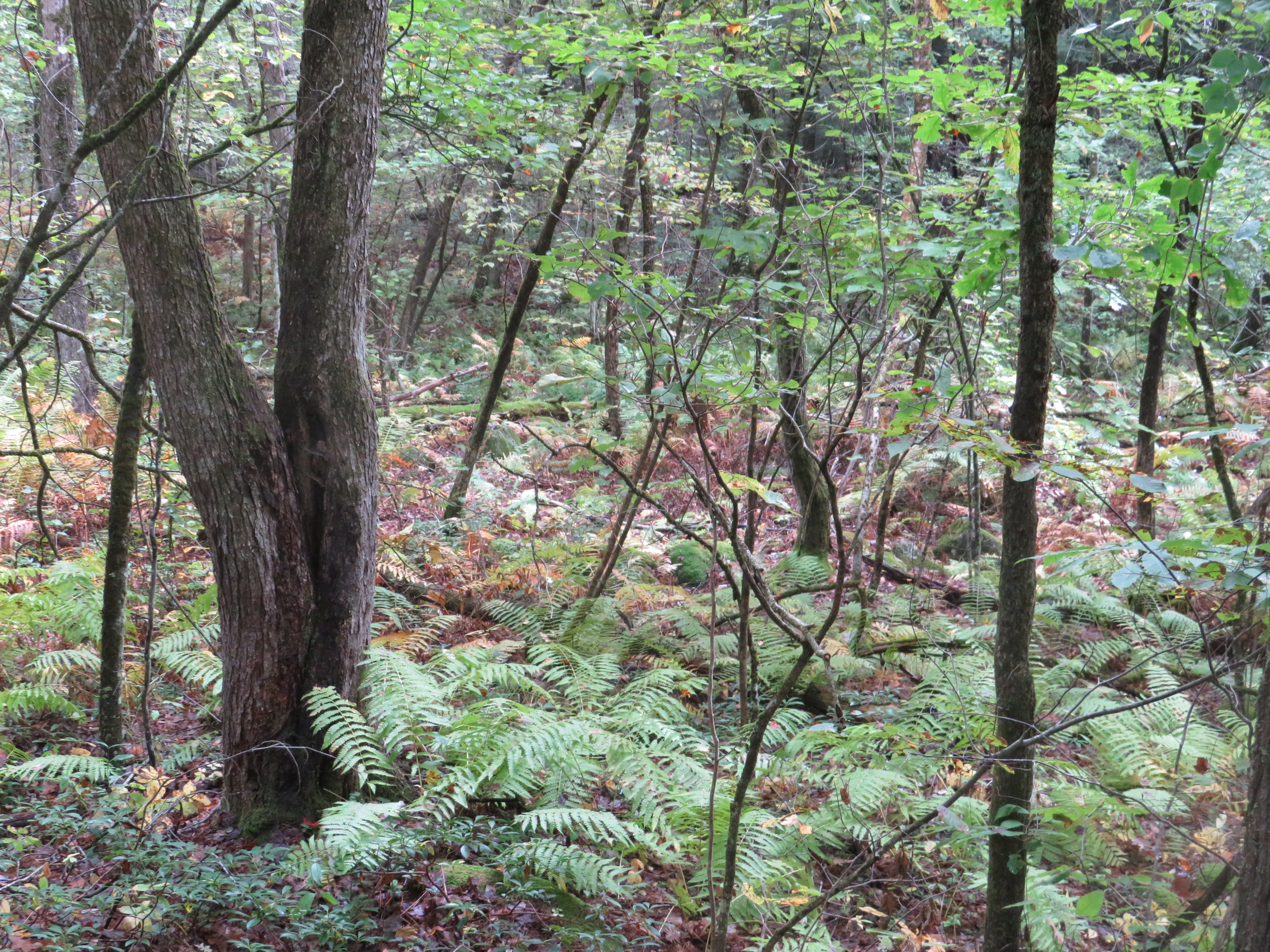 Forest Nature
