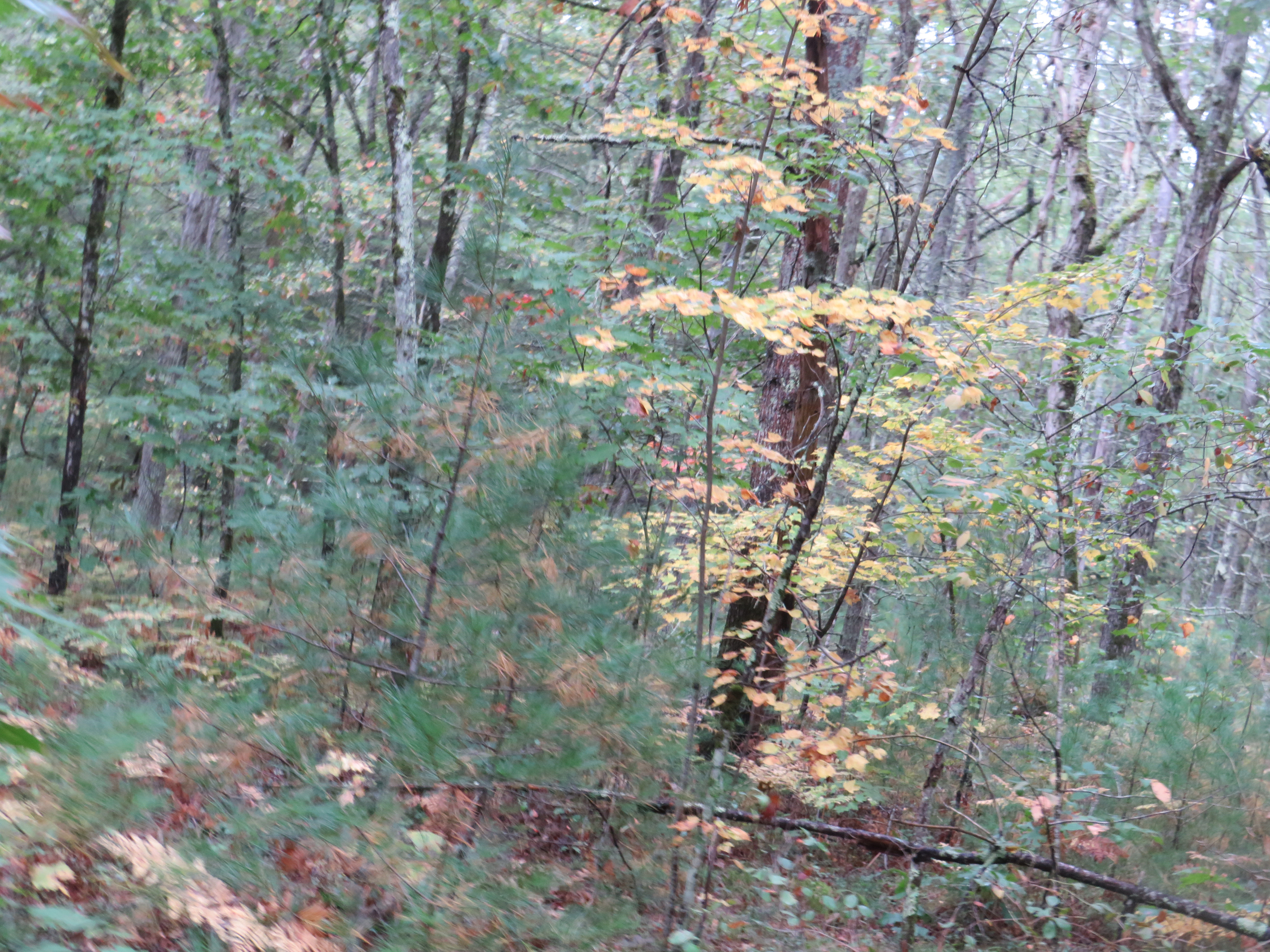 Autumn In The Forest
