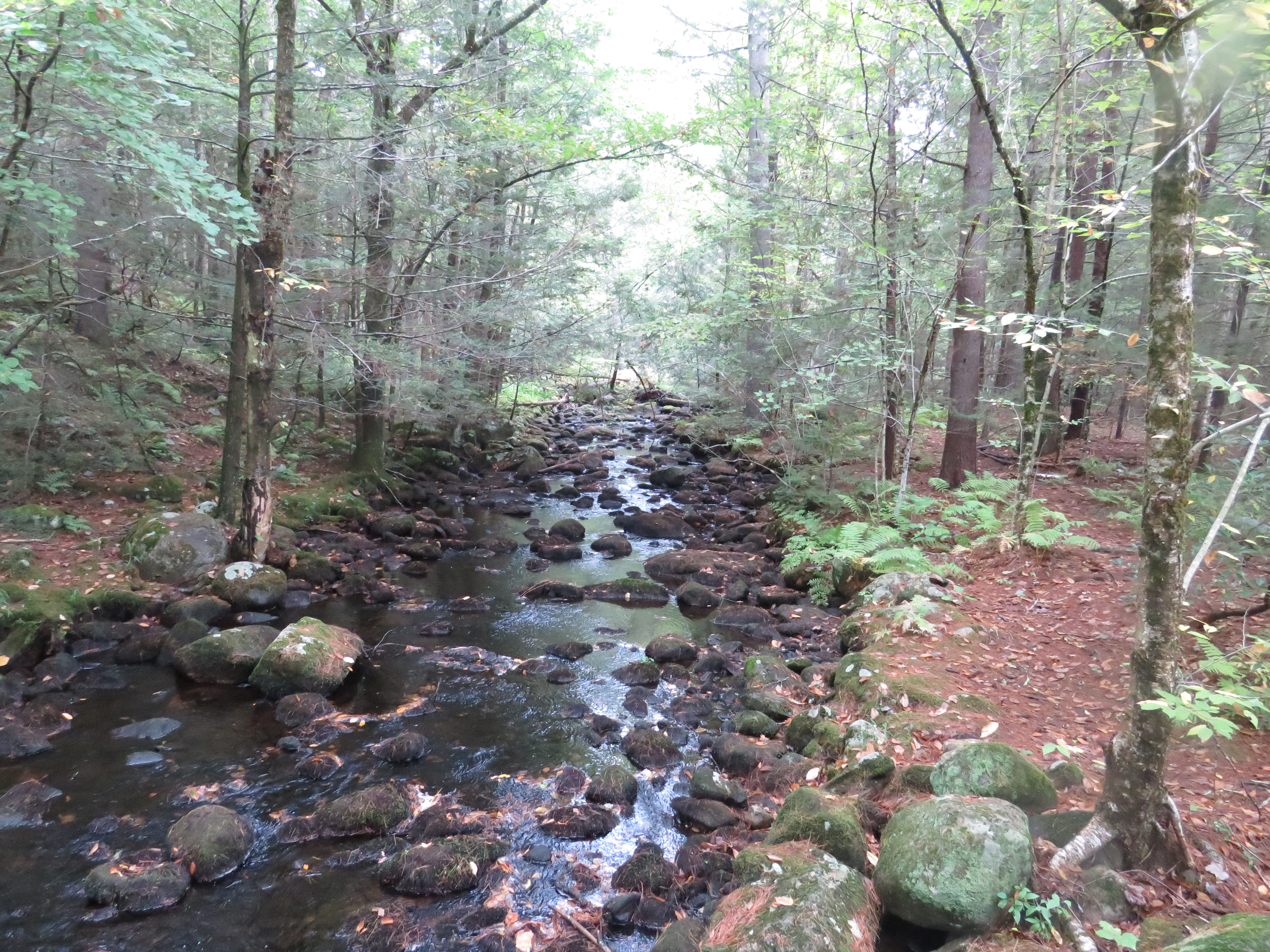 Serene Forest Brook