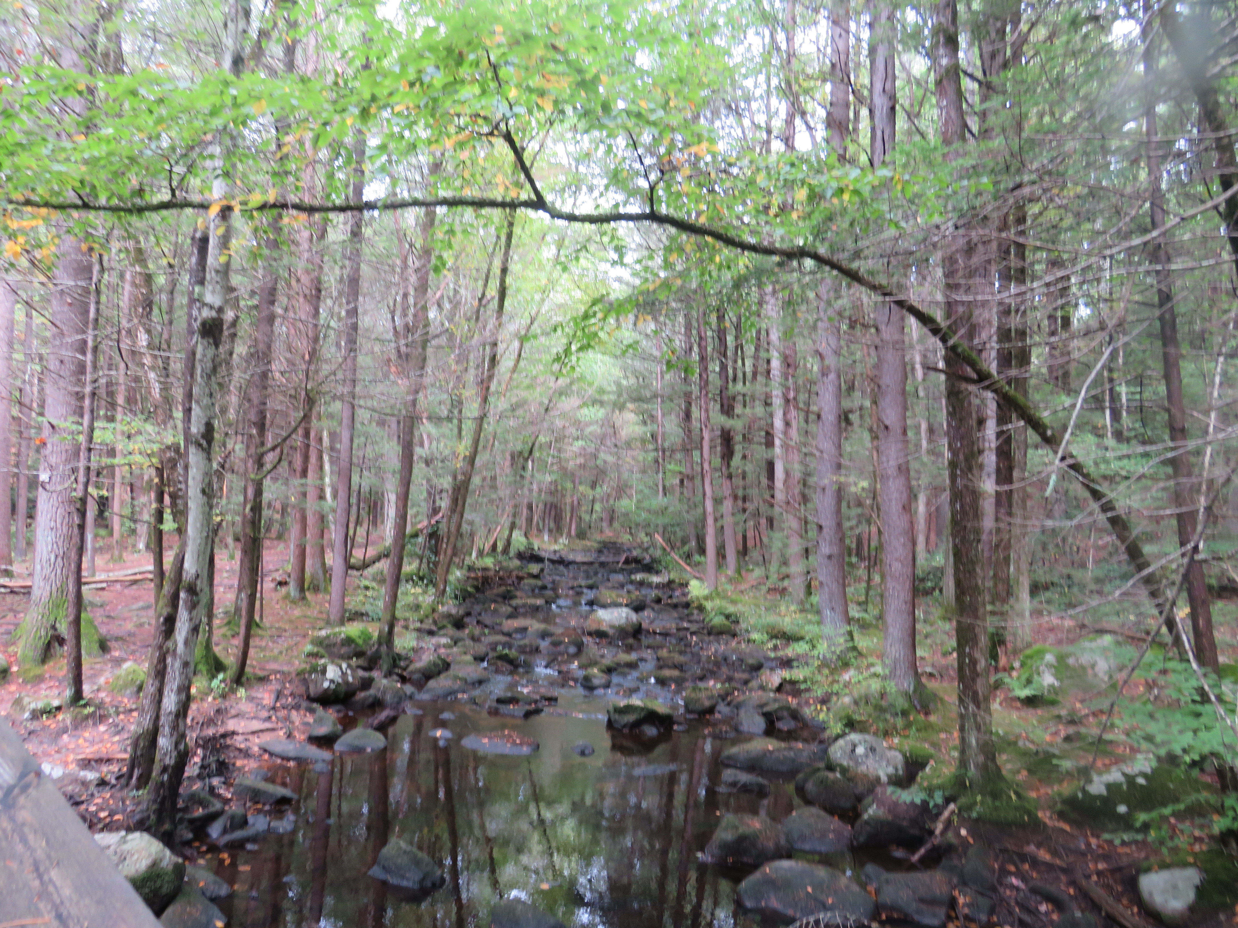 Forest Stream Tunnel