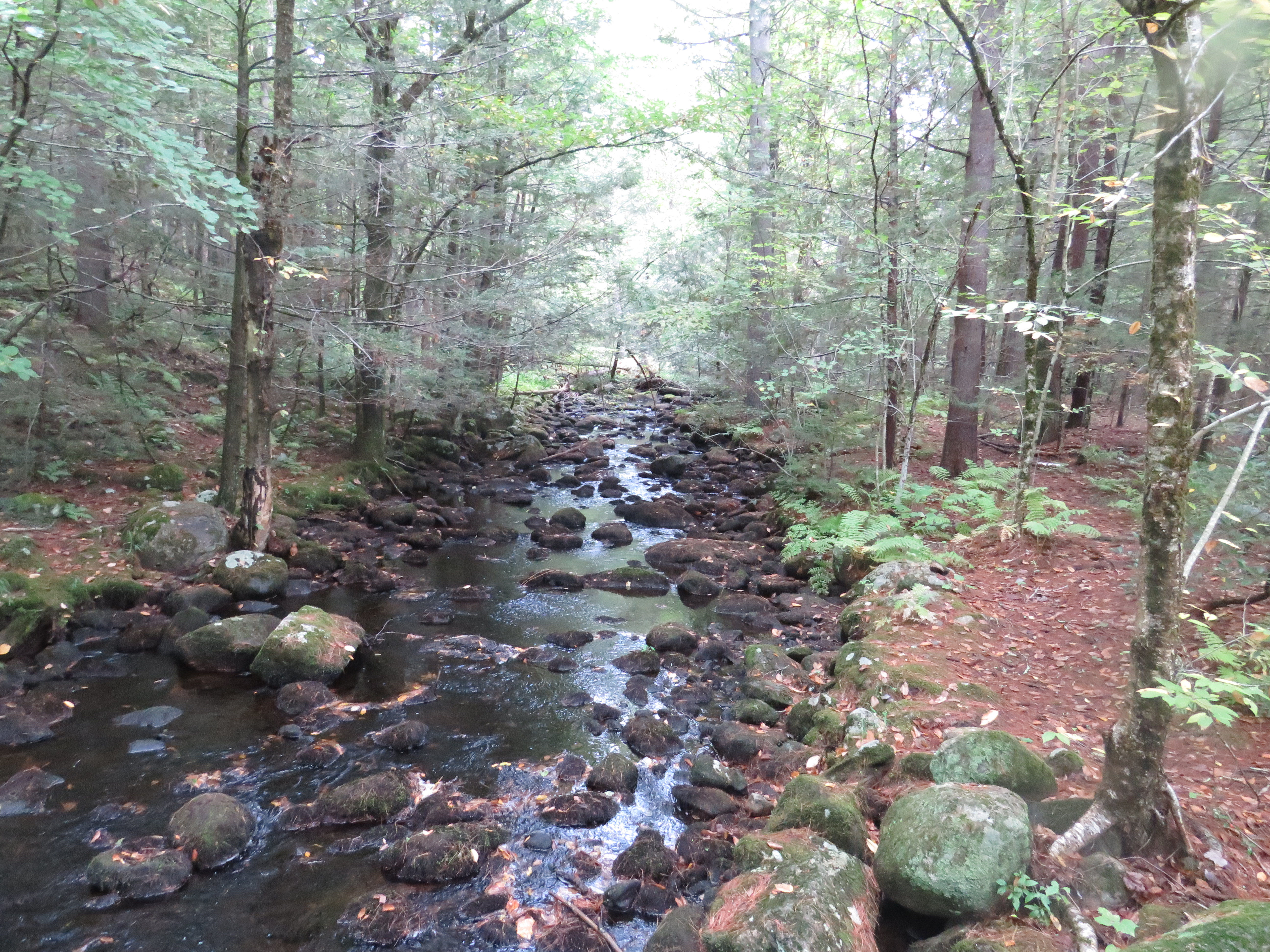 Serene Forest Babbling Brook