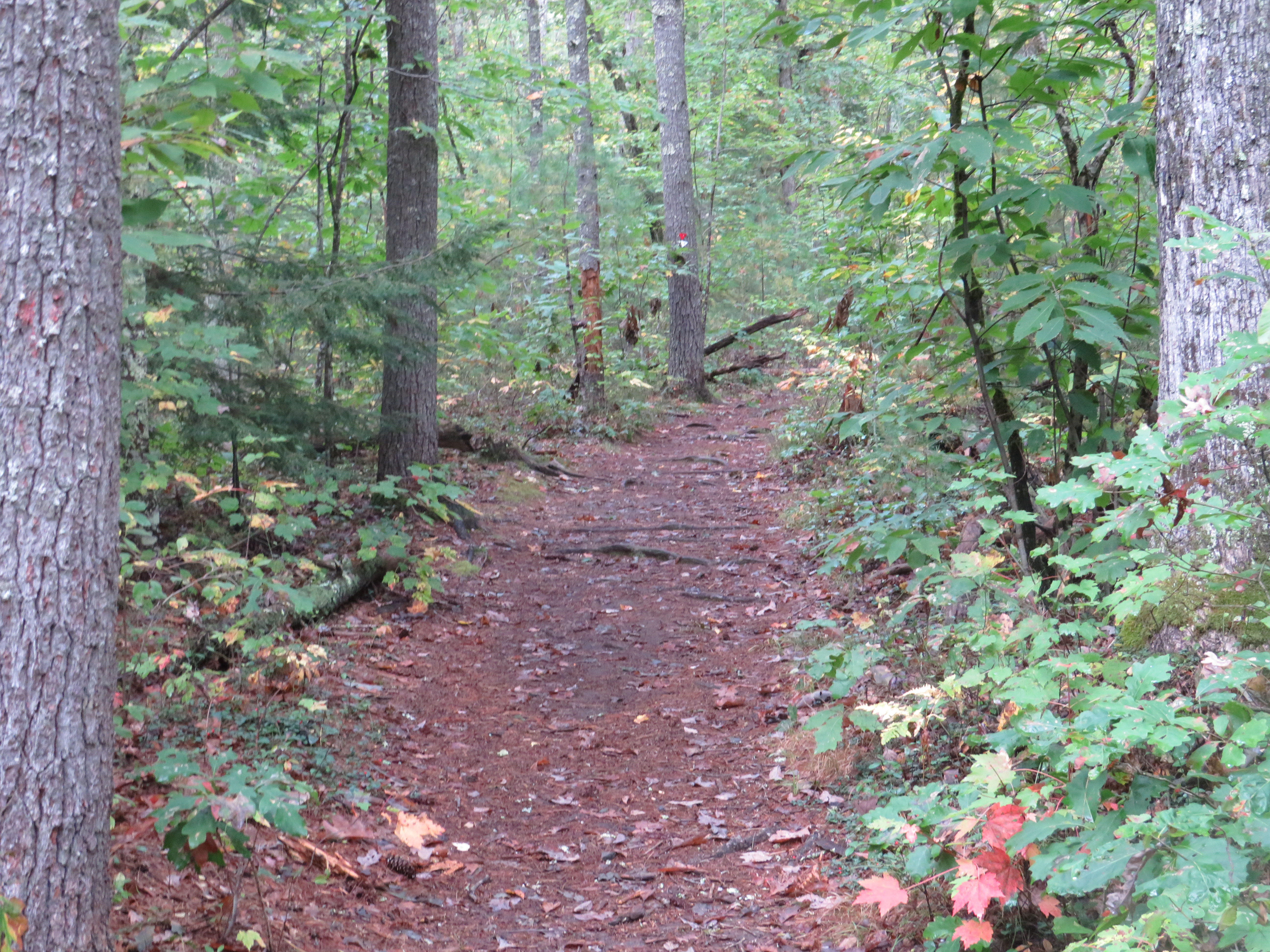 Forest Trail