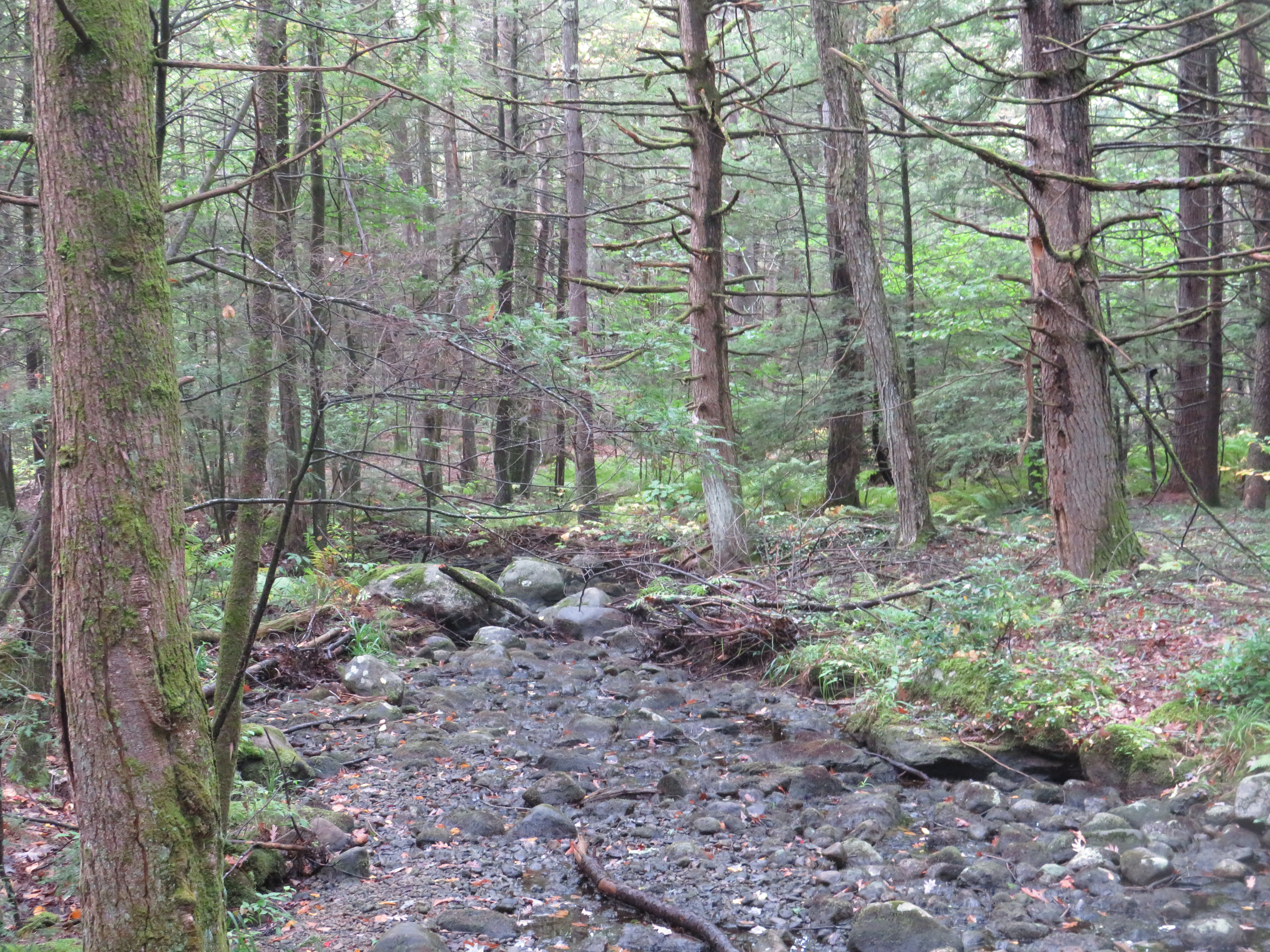 Serene Forest Path
