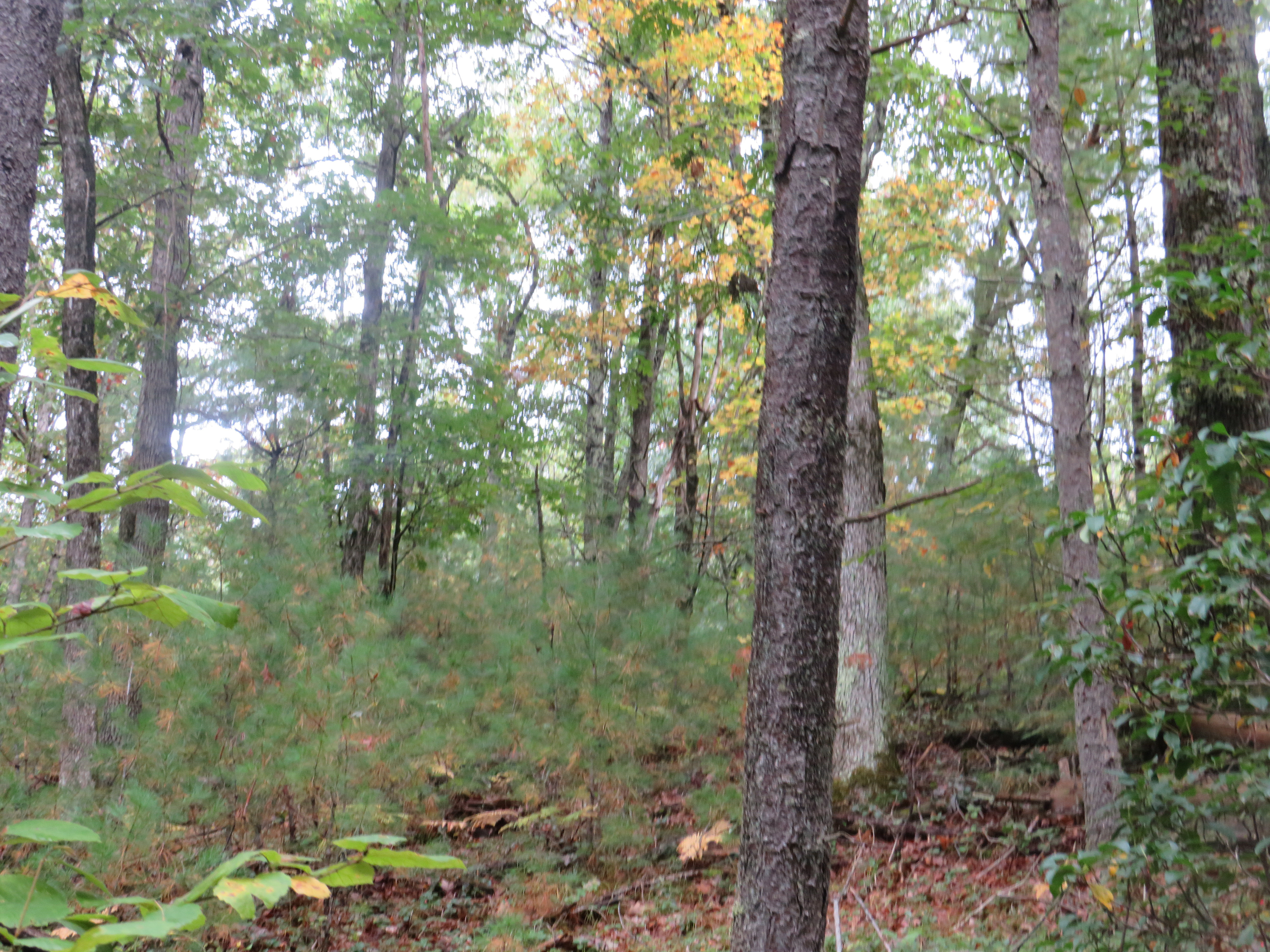 Peaceful Forest