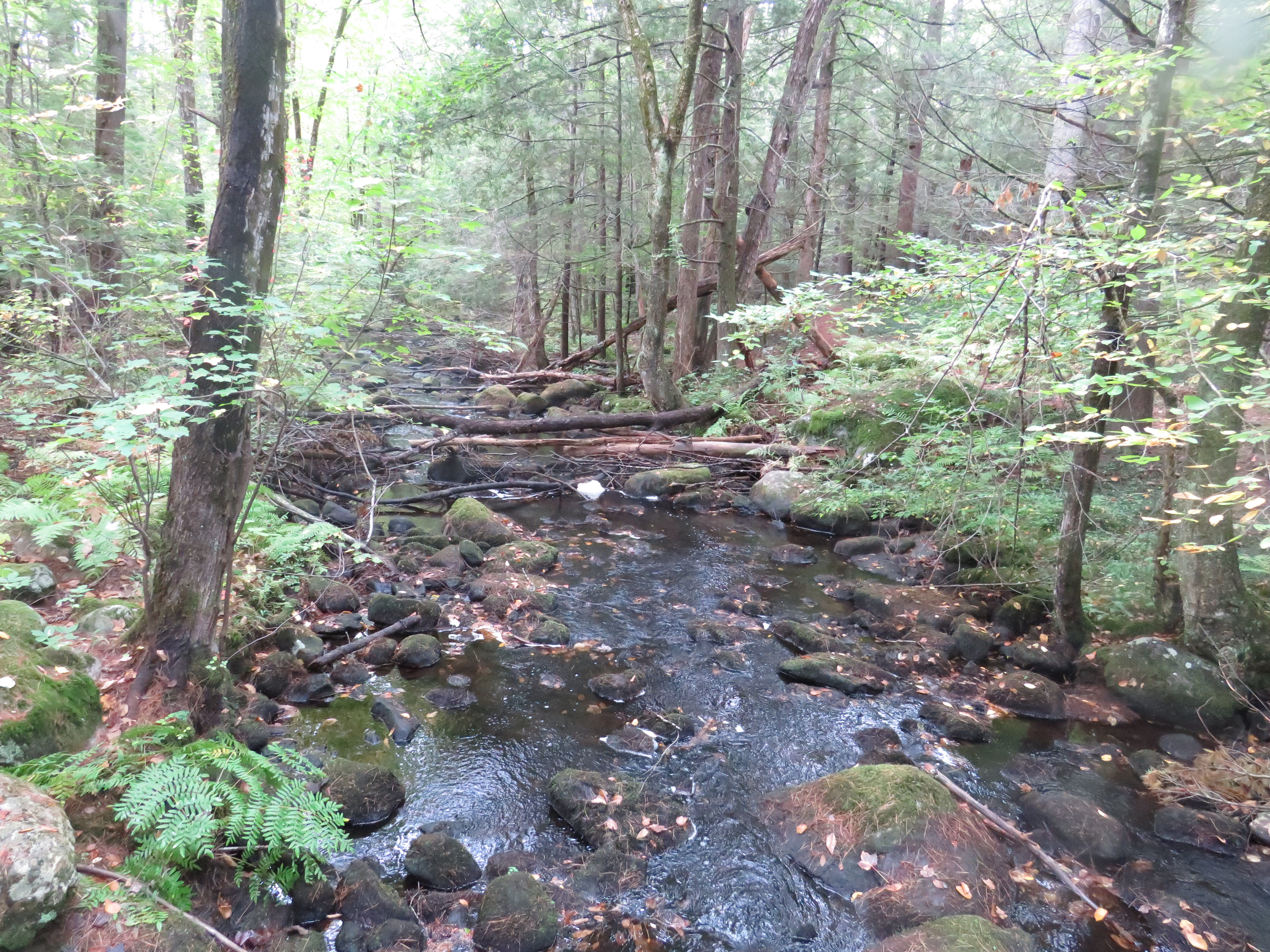 Forest Brook